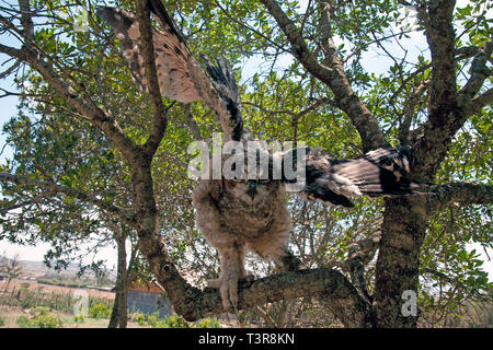 Giant Eagle Owl, Verreaux's eagle-owl or milky eagle owl (Bubo lacteus), starting flight from a branch of a tree, Amboseli, Kenia, Africa Stock Photo