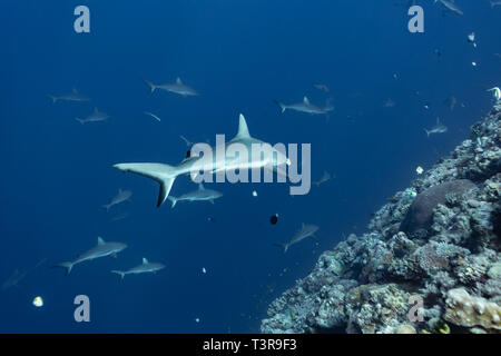 Closeup of whitetip sharks , triaenodon obesus, swimming away to join school at edge of coral reef Stock Photo