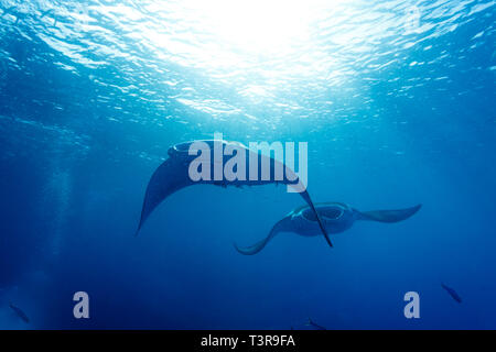 2 Manta rays swimming over reef near diver Stock Photo