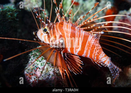 Closeup side view of the invasive orange red lionfish,Pterois volitans, Stock Photo