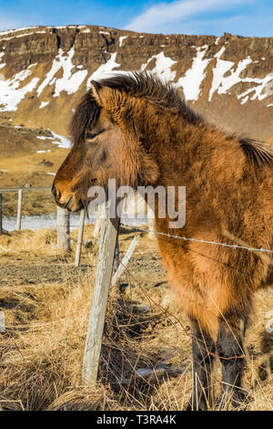 An Icelandic Horse, a hardy breed used for work and pleasure in this horse-loving culture, scratching its head against a fencepost, along the Ring Roa Stock Photo
