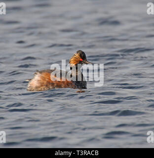 Black, Necked Grebe,  Podiceps, nigrcollis Stock Photo