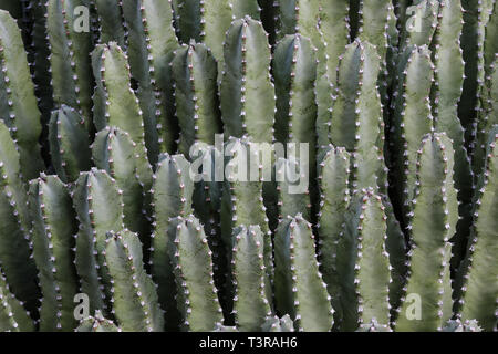 closeup view of Moroccan Mound (Euphorbia resinifera), also called Resin Spurge. Succulent has smooth green skin, with thorny needles along the edges. Stock Photo