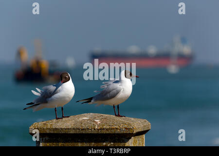 Seagulls,perched,on,seawall,Southampton,services,port,towing,Tanker,Oil,Refinery,Fawley,The Solent,fossil,global,change,warming,tow,assistance,Tug, Stock Photo