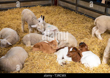 Young lambs and kids at Cotswold Farm Park, Kineton, Gloucestershire UK Stock Photo