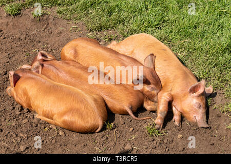 Four Tamworth piglets asleep in the spring sunshine at Cotswold Farm Park, Kineton, Gloucestershire UK Stock Photo