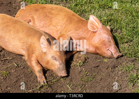 Two Tamworth piglets asleep in the spring sunshine at Cotswold Farm Park, Kineton, Gloucestershire UK Stock Photo