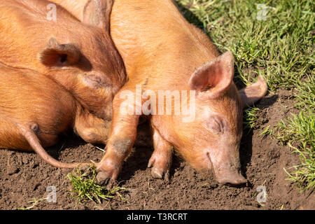 Tamworth piglets asleep in the spring sunshine at Cotswold Farm Park, Kineton, Gloucestershire UK Stock Photo