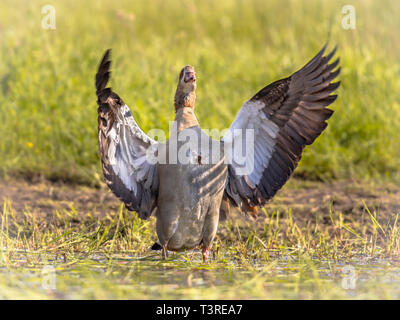 Egyptian goose (Alopochen aegyptiaca) spreading wings and about to fly off from shallow pond. This bird is a problematic invasive specie in much of Eu Stock Photo