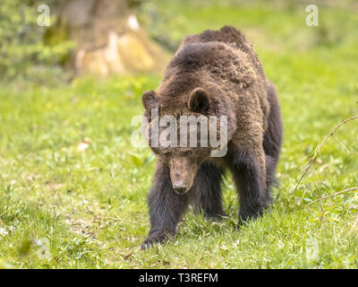 Moving European brown bear ((Ursus arctos) is the most widely distributed bear and is found across much of northern Eurasia and North America. Stock Photo