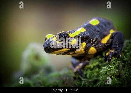 Fire salamander newt  (Salamandre salamandre) looking in camera. They live in central European old deciduous forests and are more common in hilly area Stock Photo