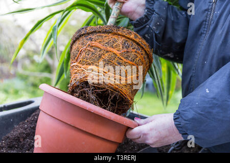Root bound or pot bound Dracaena house plant due for repotting. Stock Photo