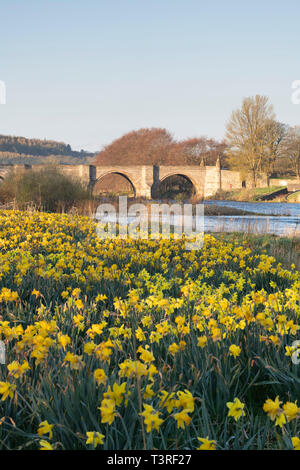A View of the Bridge of Dee and the Daffodils on the South Bank of the River Dee in Aberdeen in Spring Stock Photo