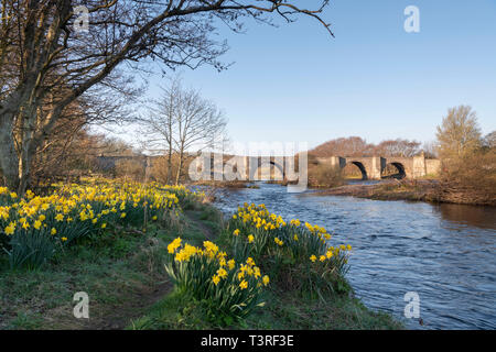A Footpath Lined with Daffodils on the South Side of the River Dee in Aberdeen Leading Towards the Bridge of Dee Stock Photo