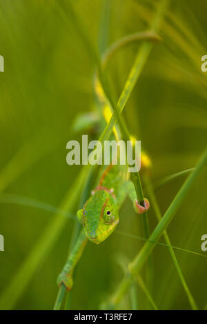 A Flap-necked Chameleon Chamaeleo dilepis seen in Zimbabwe Stock Photo