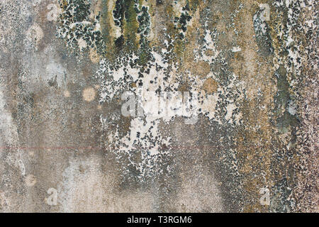 Wall with green mold and dirt on the surface. Stock Photo