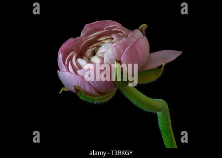 Detailed fine art still life low key color macro of an isolated single young pink buttercup blossom about to open with stem on black background Stock Photo