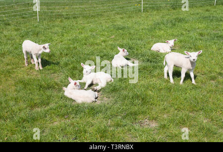small newborn lambs enjoy the sun in green meadow on sunny spring day Stock Photo