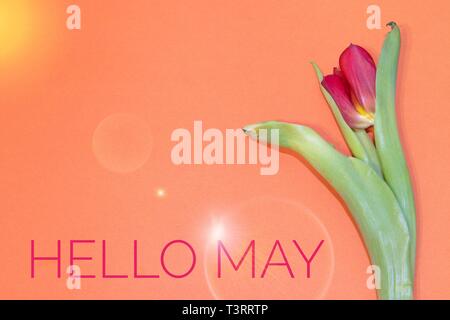 Banner hello may. Welcome picture. New month. Warm month. the month of ...