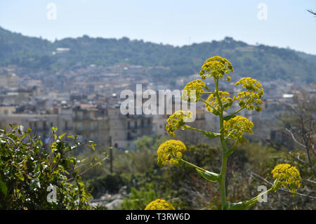 Close-up of a Giant Fennel in Bloom with the City of Scicli in the Background, Sicilian Landscape, Italy, Europe Stock Photo