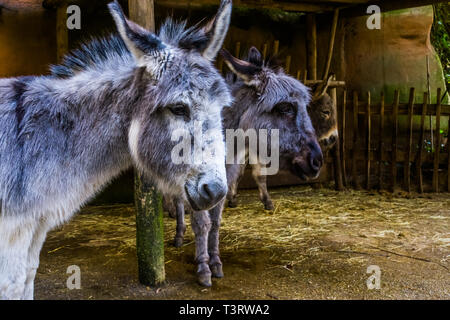 closeup of the face of a miniature donkey with another donkey head in the background, popular pets and farm animals Stock Photo
