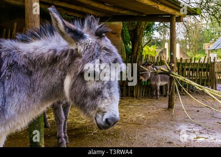 the face of a miniature donkey in closeup, popular pet and farm animal Stock Photo