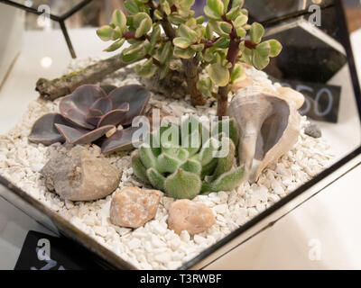 closeup succulent plants in florarium with rocks, stones and seashell Stock Photo