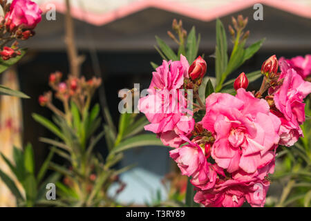 close up of insects flying on a pink flower with blurred background. Stock Photo