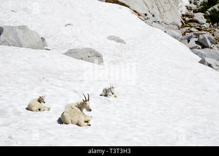 Mountain goats laying on snowy hillside Stock Photo
