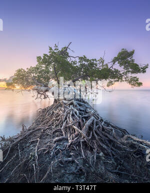 Tree over the water and coast of Borneo beach Stock Photo