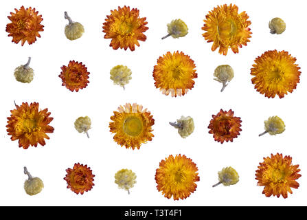 flat pressed dried flower pattern isolated on white background Stock Photo