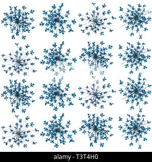flat pressed dried flower pattern isolated on white background Stock Photo