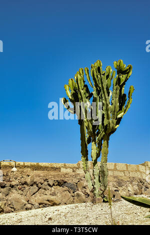 Big cactus of Tenerife. This picture was taken in Güímar. Stock Photo