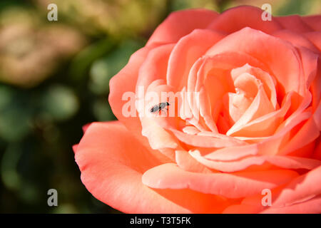 Roses of the Canary Islands. This picture was taken in Güímar, Tenerife. A fly on the rose. Stock Photo