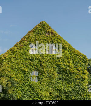 Old house completely covered in  lush green ivy in central Visby, Gotland, Sweden, Scandinavia Stock Photo