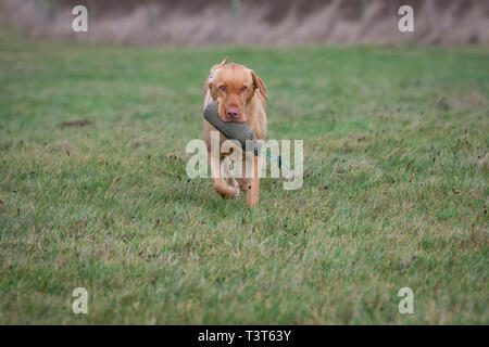 Working Gundogs Labrador retrievers, Stock Photo
