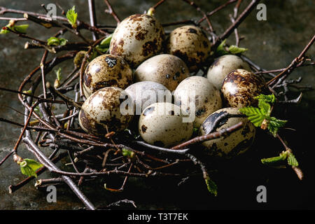 Quail Easter eggs in birds nest with white feather over dark metal texture background. Close up Stock Photo