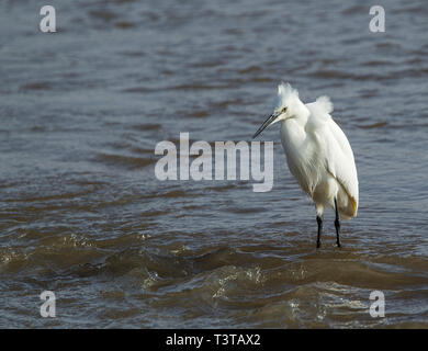 Little Egret standing in a salt water lagoon as the tide recedes Stock Photo