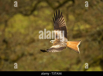 Red Kite in flight, Gigrin Farm,  Wales Stock Photo
