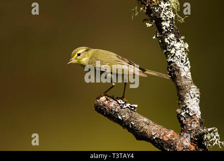 Wood Warbler on lichen covered branch in the Cairngorms National Park Scotland Stock Photo