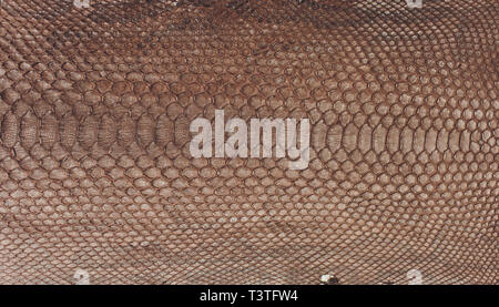 Snake skin, can use as background pattern leather. Stock Photo