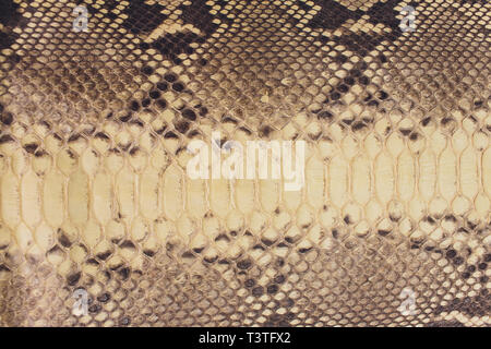 Snake skin, can use as background pattern leather. Stock Photo