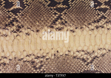 Snake skin, can use as background pattern leather. Stock Photo