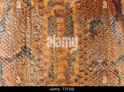 Snake skin, can use as background pattern leather. Stock Photo