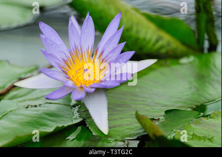 Nymphaeaceae / Nymphaea (Director GT Moore) flower is a family of flowering plants, commonly called water lilies. Close-up. Copy space.