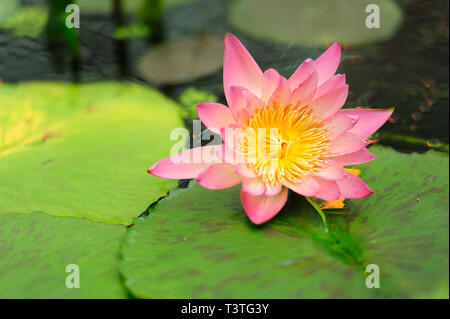 Nymphaeaceae / Nymphaea (Mr Martin E. Randig) flower is a family of flowering plants, commonly called water lilies. Close-up. Copy space. Stock Photo