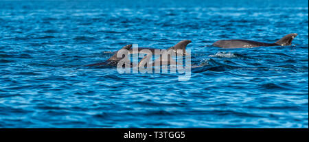 A pod of Bottlenose Dolphins (Tursiops truncatus) off the coast of Baja California, Mexico. Stock Photo