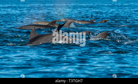 A pod of Bottlenose Dolphins (Tursiops truncatus) off the coast of Baja California, Mexico. Stock Photo