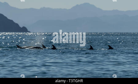 A pod of Bottlenose Dolphins (Tursiops truncatus) off the coast of Baja California, Mexico. Stock Photo