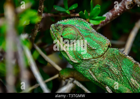 Wild green Mediterranean Chameleon or Common Chameleon - Chamaeleo chamaeleon - in bushes, Malta Stock Photo
